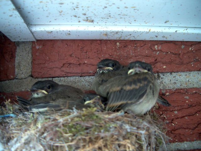 Baby Birds